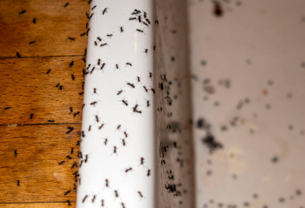Best Bed Bug Extermination  in La Crosse, KS